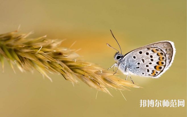 甘肅2020年幼師學(xué)校有哪些專業(yè)比較好